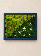 3 Type Moss w/ Star-Spangled