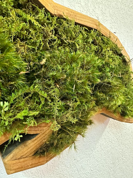 Dolphin w/ Moss
