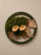 Fabulous FL. Collection Mauna/Baby Bear / Moss Shells