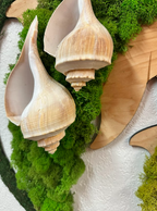 Fabulous FL. Collection Mauna/Baby Dolphin / 2 Shells