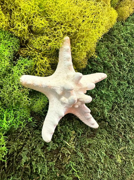 Lone Star Moss Deco