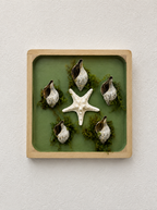 Lone Star w/ 5 Shells Moss Deco