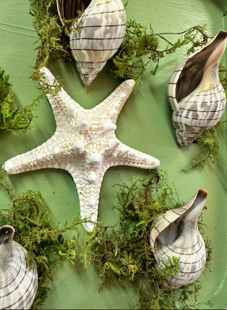 Lone Star w/ 5 Shells Moss Deco
