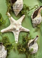 Lone Star w/ 5 Shells Moss Deco