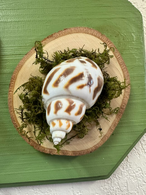 Mini Shell Art on 3 Wood Piece