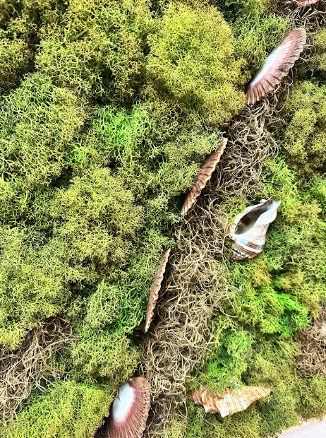 Moss & Shells