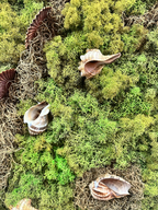 Moss & Shells