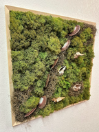 Moss & Shells
