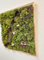 Moss & Shells