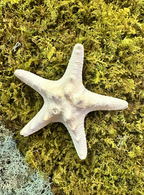 Moss with 5 Stars