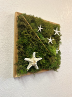 Moss with 5 Stars