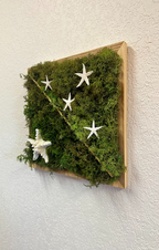 Moss with 5 Stars