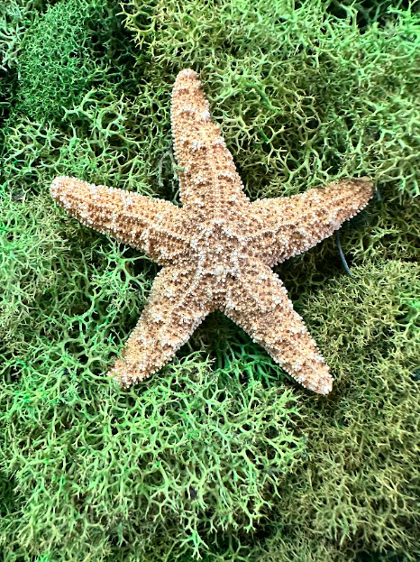 Sugar Lone Star Moss Deco