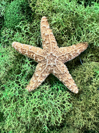 Sugar Lone Star Moss Deco